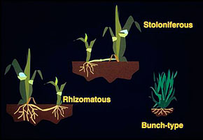 Different types of grasses Different types of grasses