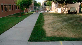 Drought tolerance of Kentucky Bluegrass Drought tolerance of Kentucky Bluegrass