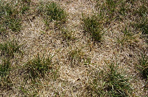 Drought stress to Kentucky Bluegrass Drought stress to Kentucky Bluegrass