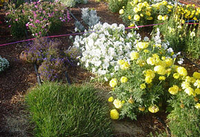 Kentucky Bluegrass with other plants 100% ET Kentucky Bluegrass with other plants 100% ET