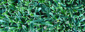 Tall Fescue Grass